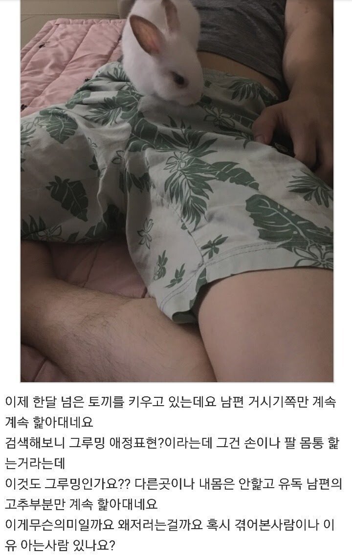 토끼가 남편 거시기를 심하게 햝아요 ㅠ | 인스티즈