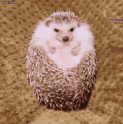 고슴도치 먹방 | 인스티즈