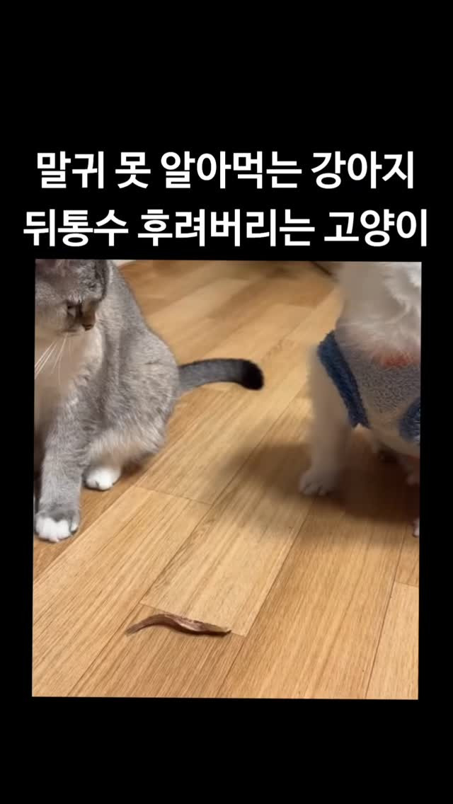 말귀 못 알아먹는 강아지 뒤통수 후려버리는 고양이 | 인스티즈