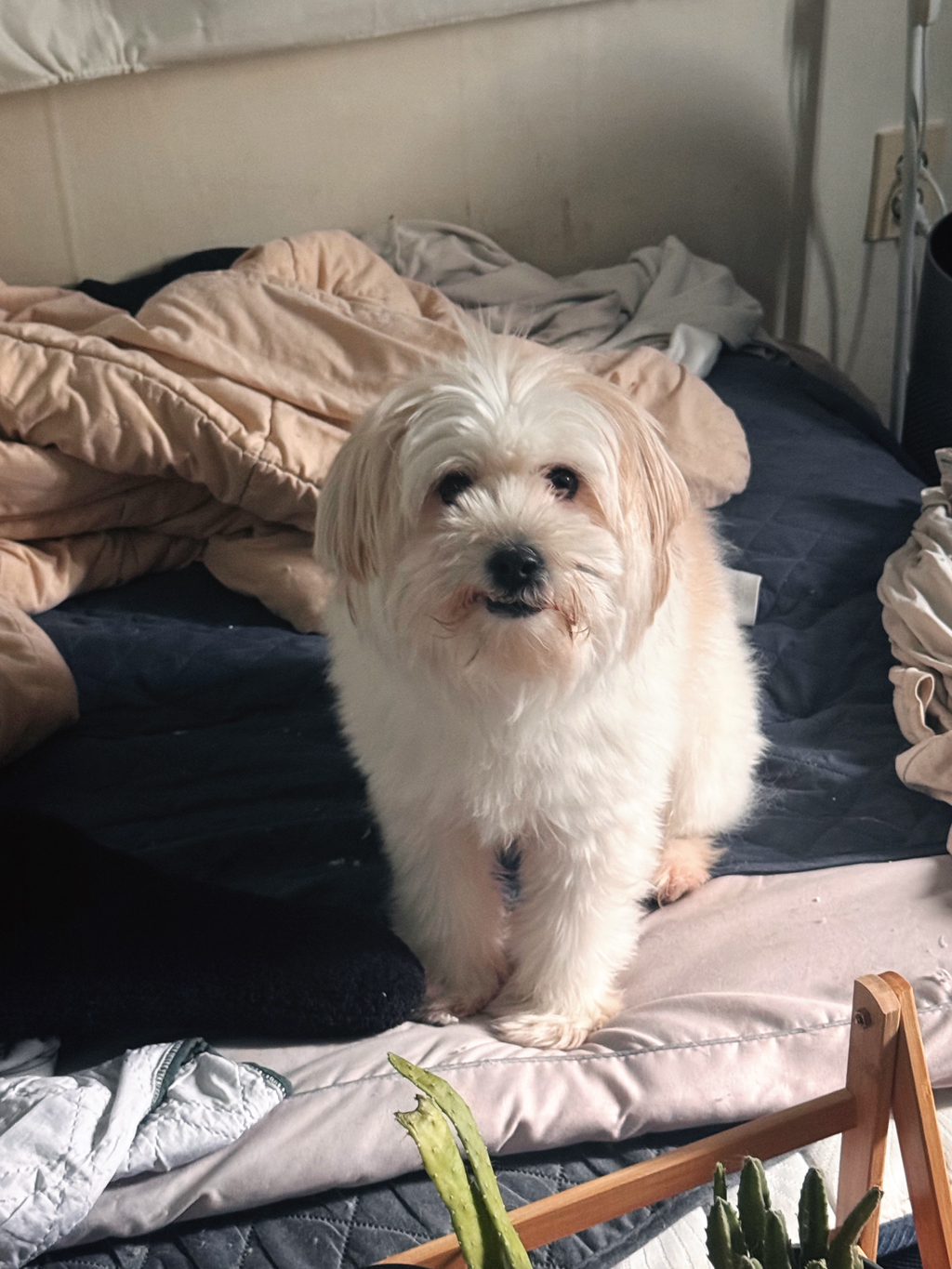 길냥이 길댕이 맘에들면 주워가라길래 주워옴 | 인스티즈