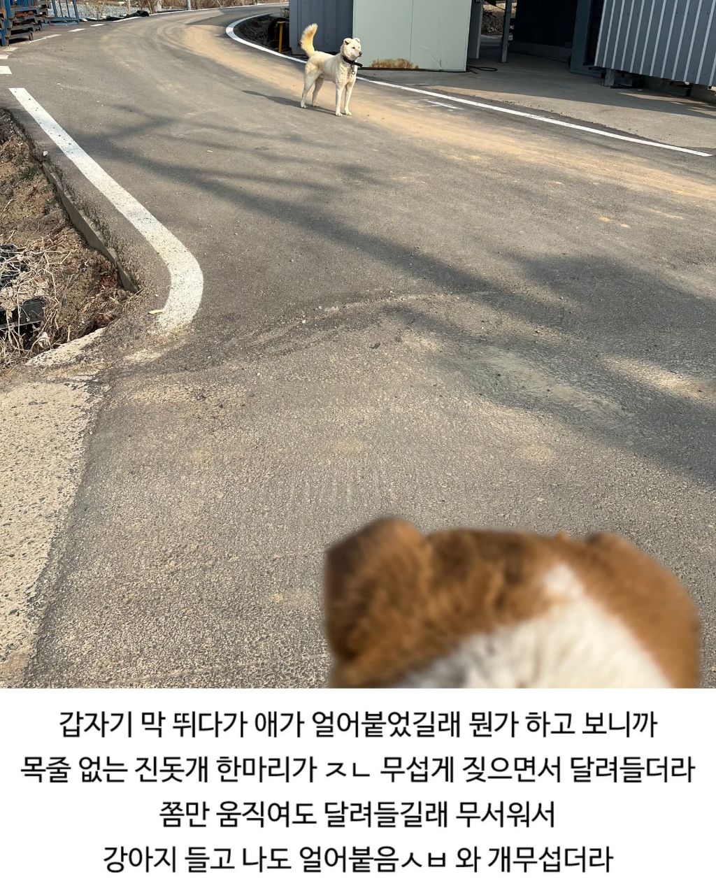 할머니집 시골개 산책시켜줌 | 인스티즈