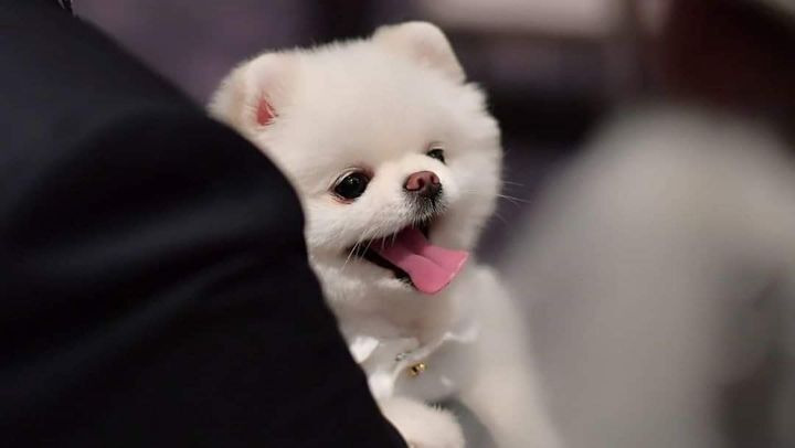 주인 결혼식에서 런웨이한 포메 | 인스티즈