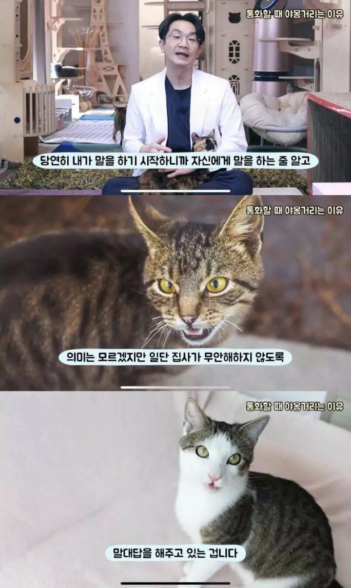 전화 통화 할 때 고양이가 야옹거리는 이유.jpg | 인스티즈