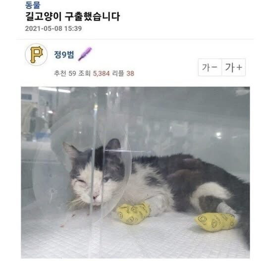 길고양이 주운 후기 | 인스티즈