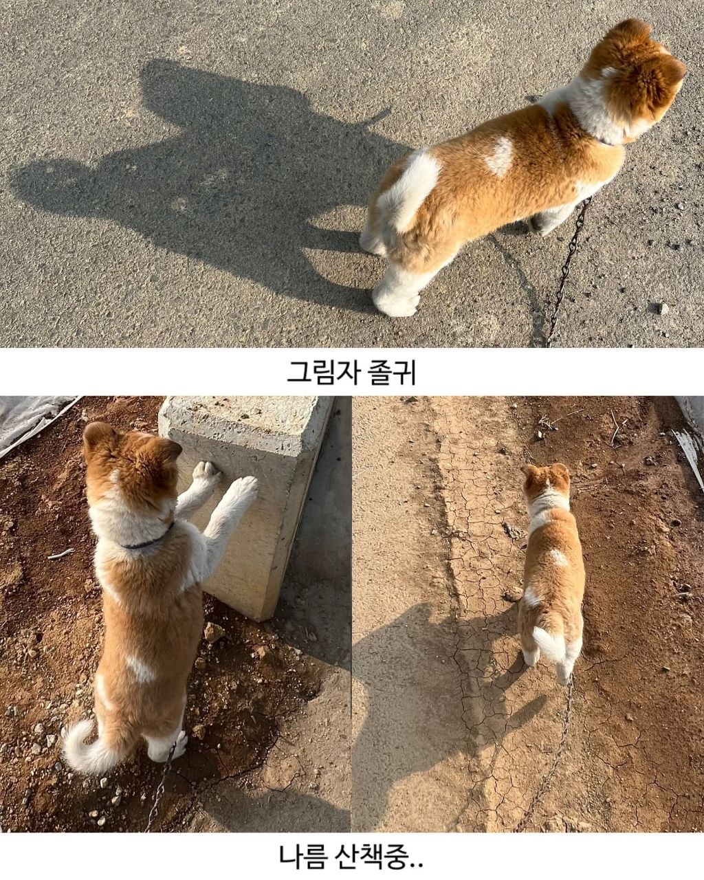 할머니집 시골개 산책시켜줌 | 인스티즈