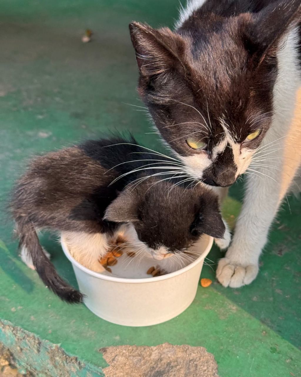 공장고양이가 애기낳음 | 인스티즈