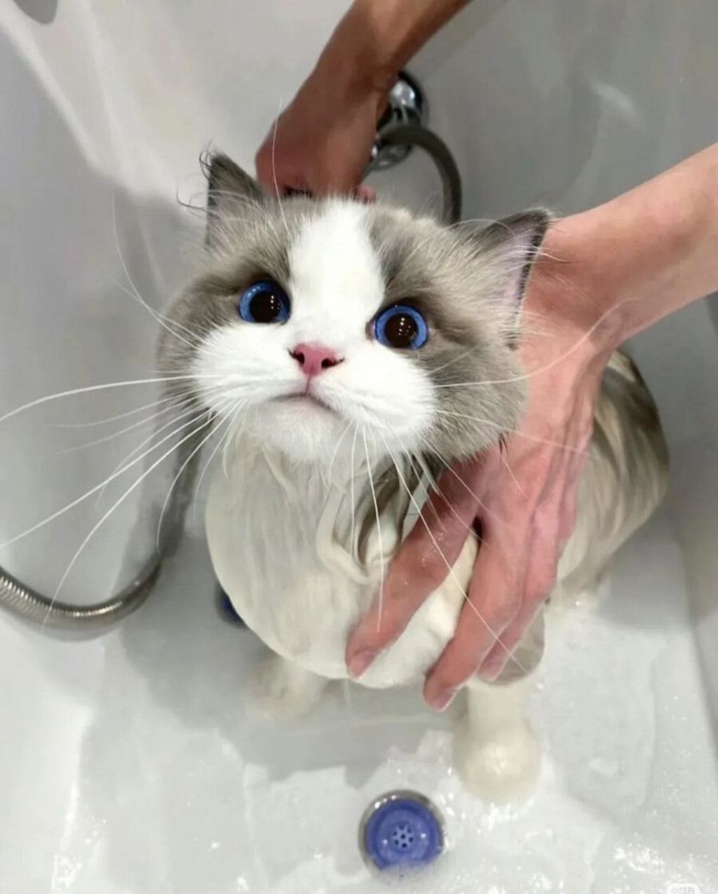 목욕하는 고양이 | 인스티즈