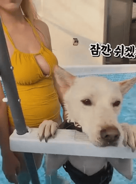 수영복 모으는게 취미라는 개쩌는 고양이 유튜버 | 인스티즈