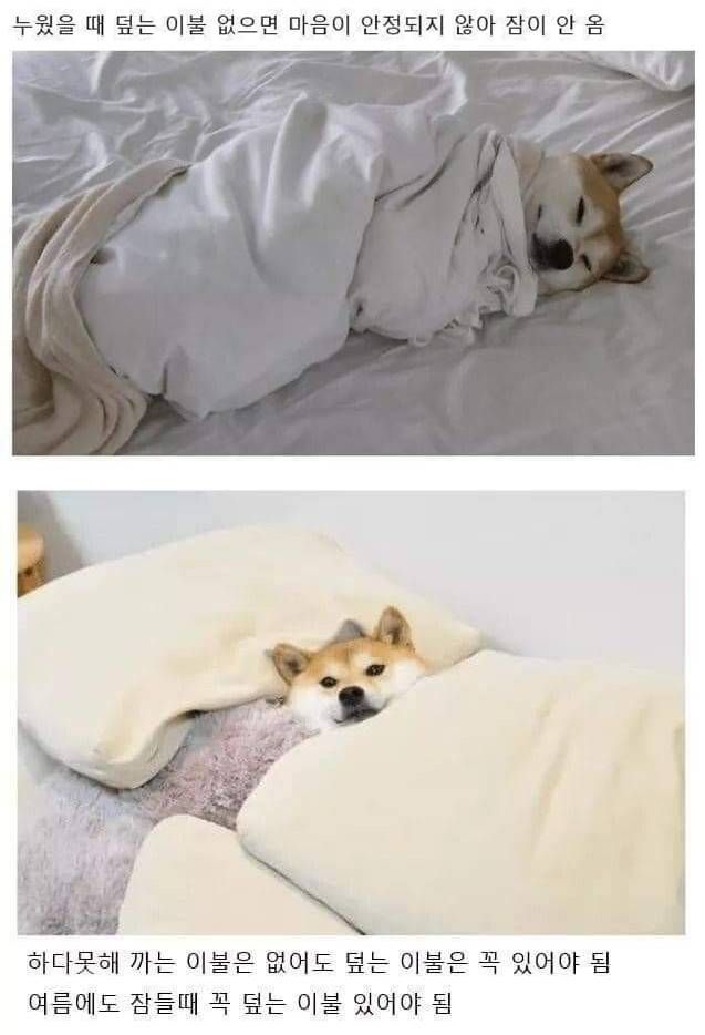 잠잘때 이거 없으면 못자는 사람 꼭있음 | 인스티즈