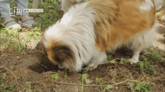 개들이 땅을 파는 이유...GIF | 인스티즈