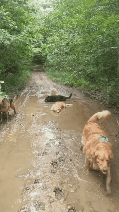 견주들이 보면 복장 터지는 짤.gif | 인스티즈