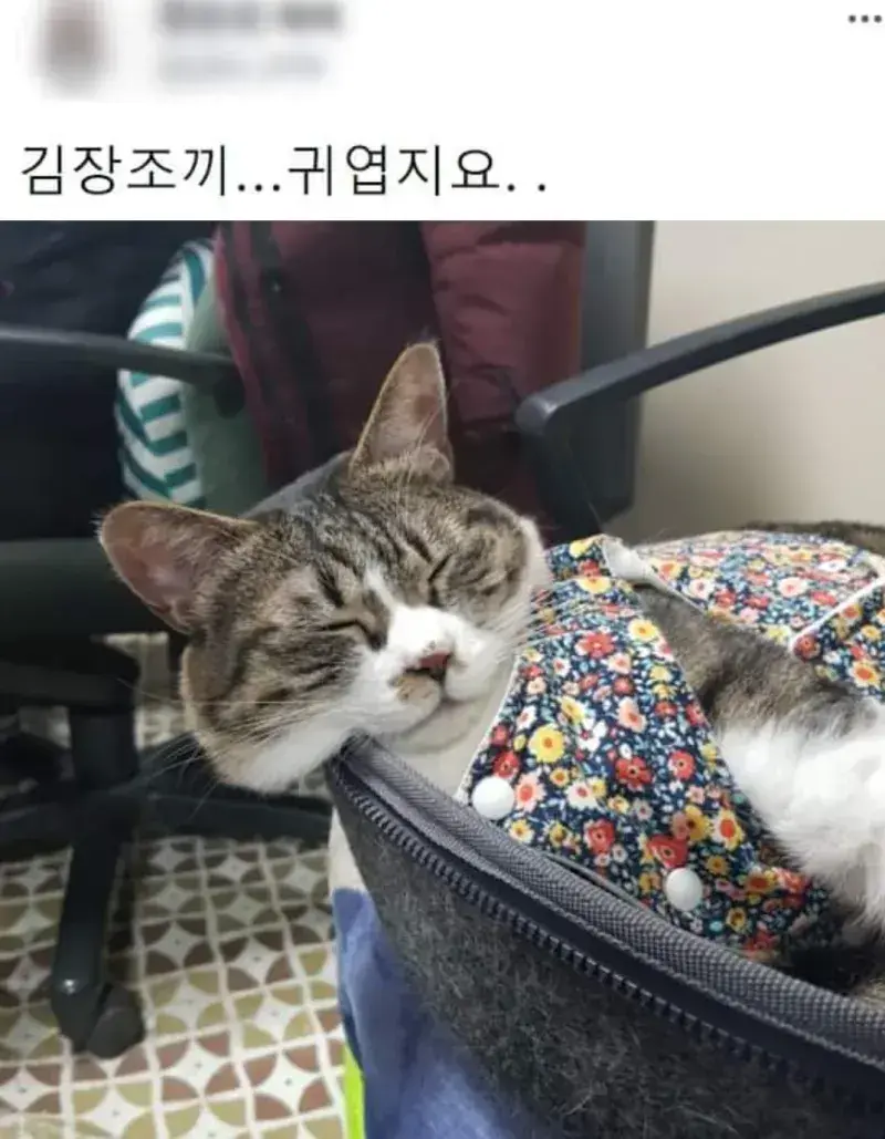 요즘 K-고양이 핫템.JPG | 인스티즈