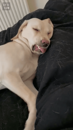 꿈꾸는 댕댕이 | 인스티즈