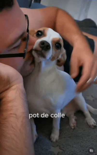 주인에게 계속 뽀뽀받고 싶은 강아지 | 인스티즈