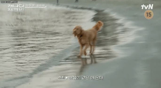 순심이와 똑같이 생긴 강아지를 본 이효리 | 인스티즈