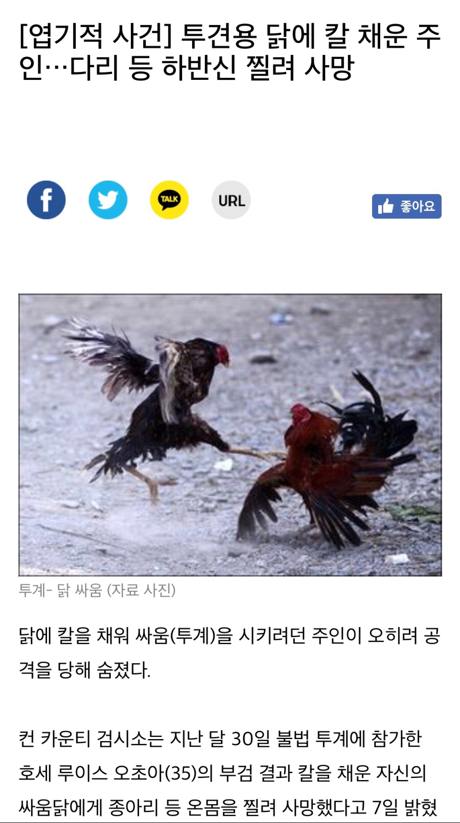 닭에게 공격당해 사망 - 웃긴자료 ‥‥‥‥‥、 - 도탁스 (DOTAX) 닭에게 공격당해 사망