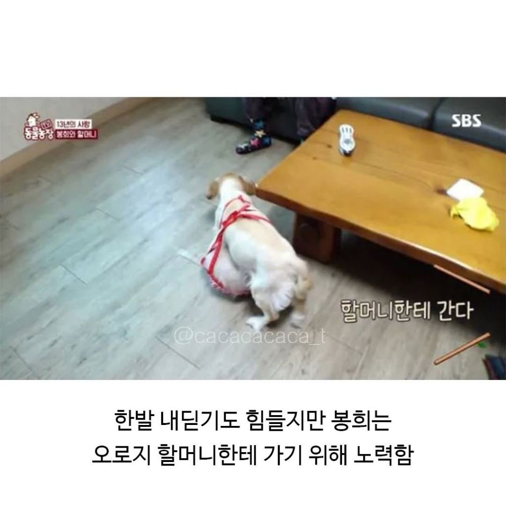 80대할머님을 울게만든 동물농장 제작진 | 인스티즈