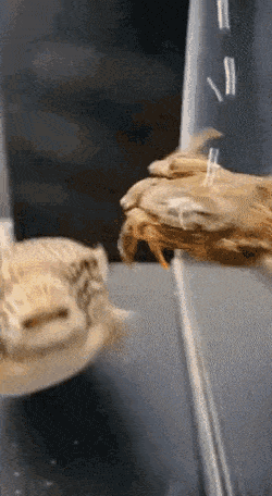 게 씹어먹는 복어.gif | 인스티즈