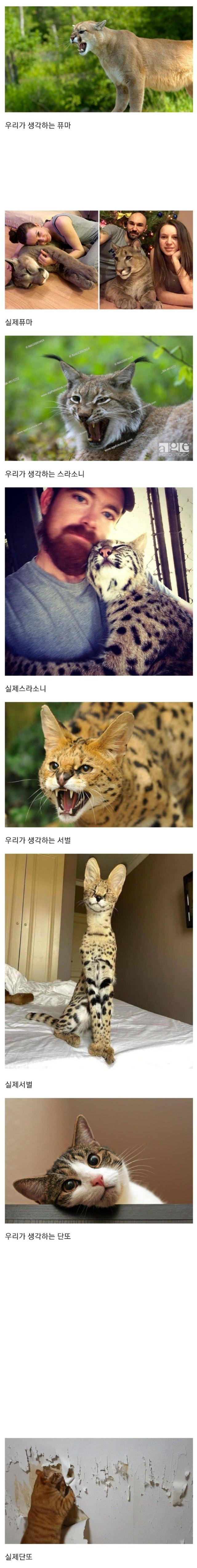 고양이들의 상상과 현실 | 인스티즈