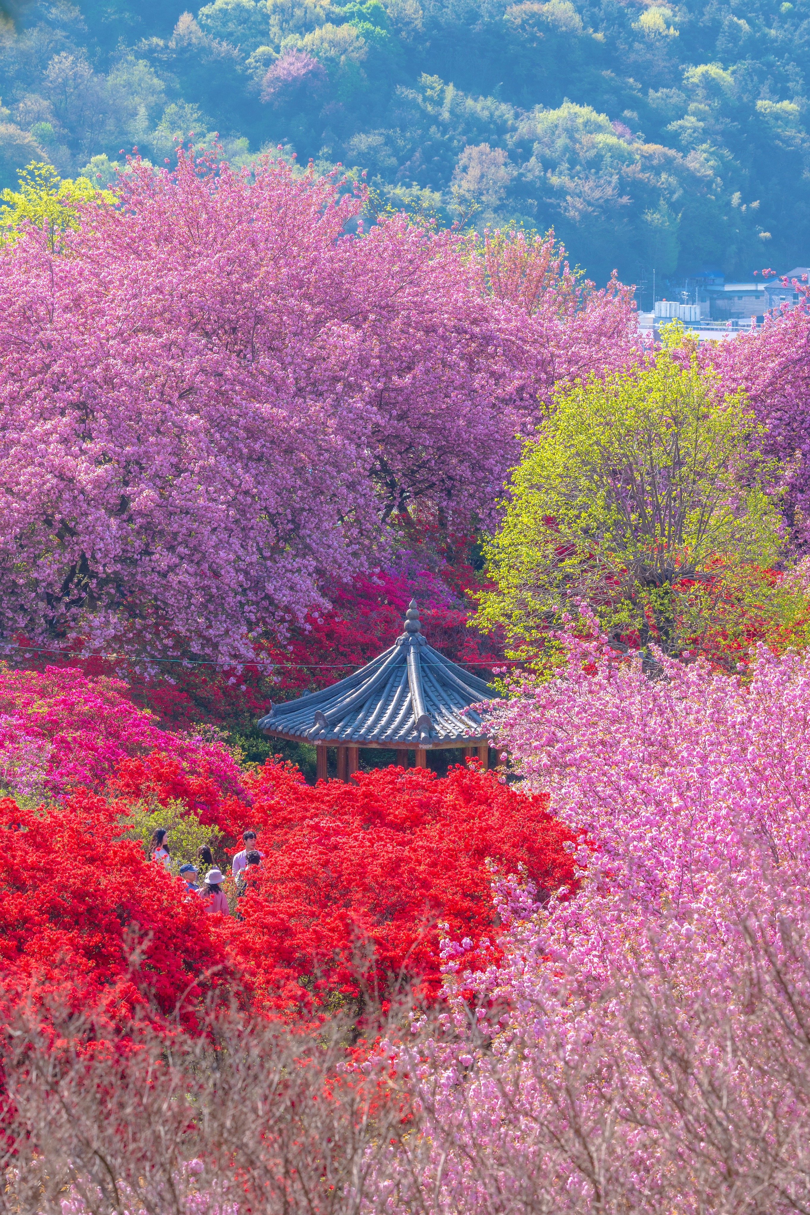 전주 완산칠봉꽃동산 - 웃긴자료 ‥‥‥‥‥、 - 도탁스 (DOTAX) 전주 완산칠봉꽃동산