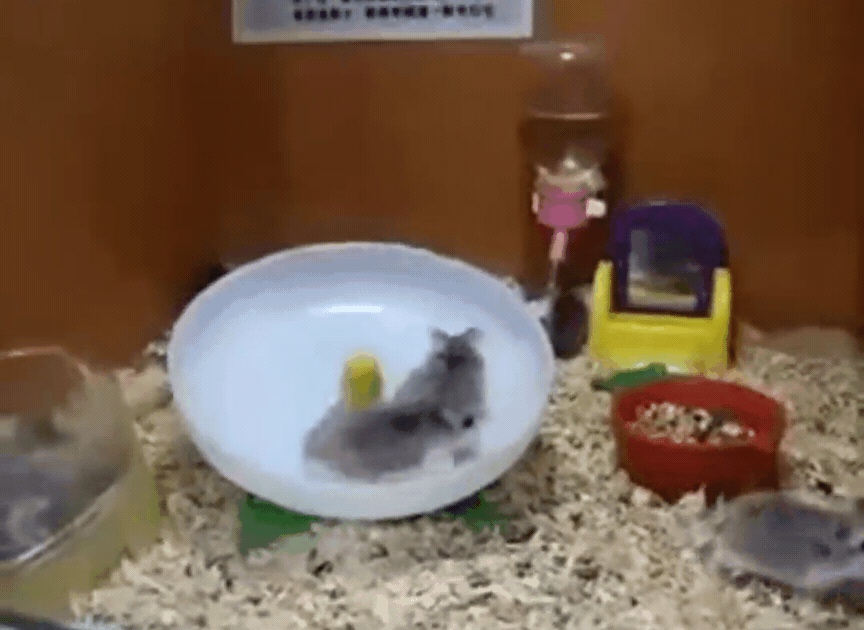 싱글벙글 햄스터 고전 명작...gif | 인스티즈