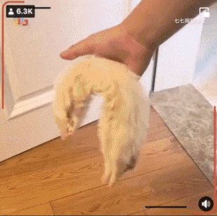 친구가 죽은줄알고 우울해진 고양이 | 인스티즈