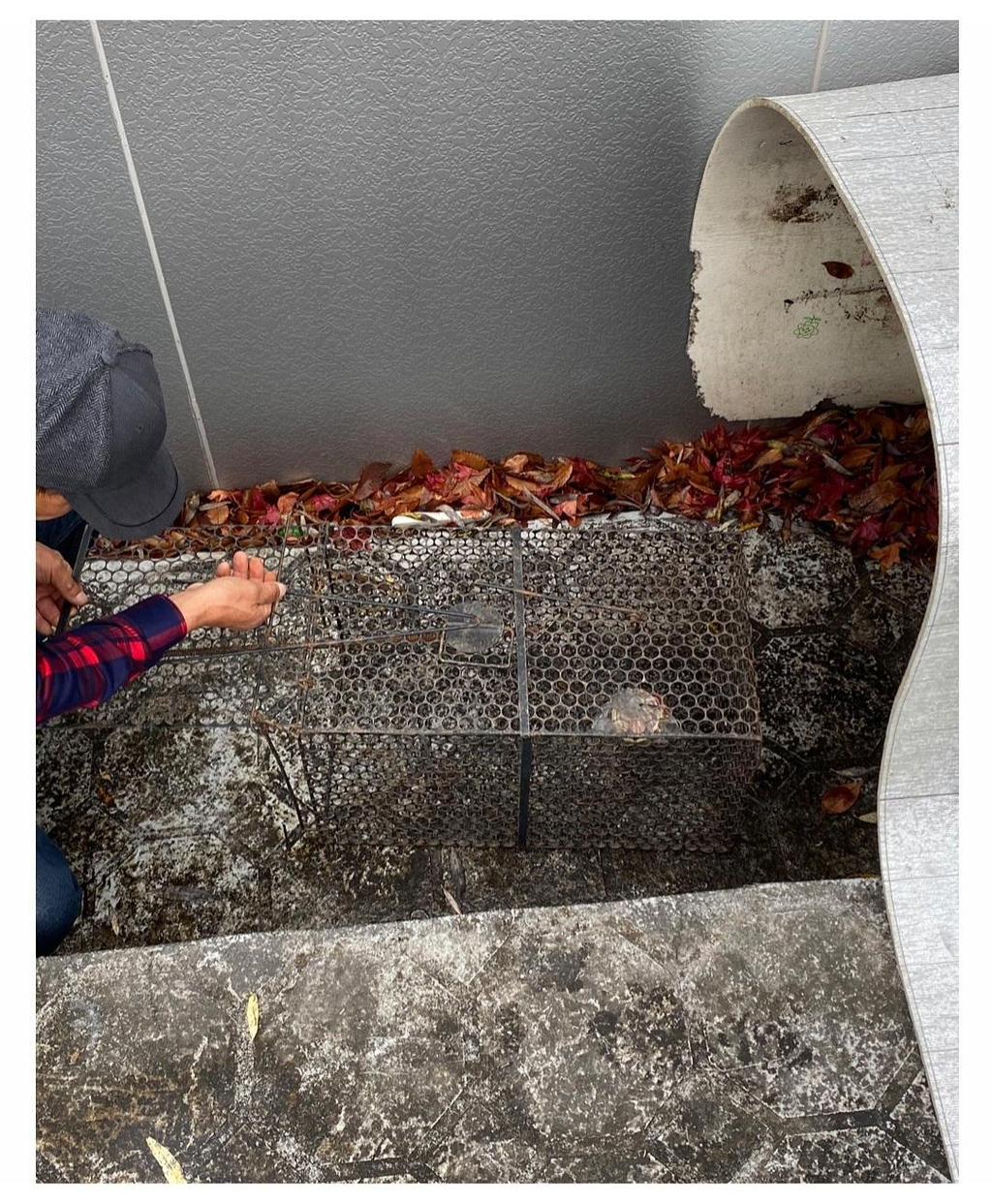 집냥이가 된 어느 길냥이 이야기 | 인스티즈