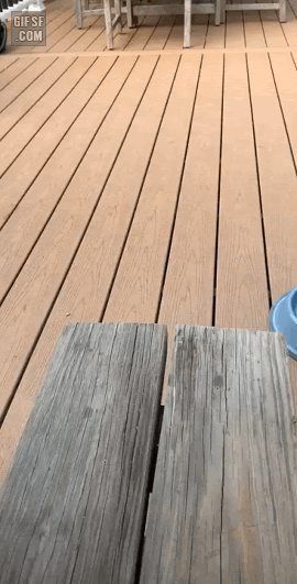 나무가지 던져 달라는 멍멍이 .gif | 인스티즈