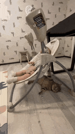 집사 애기 대신 키우는 중.gif | 인스티즈