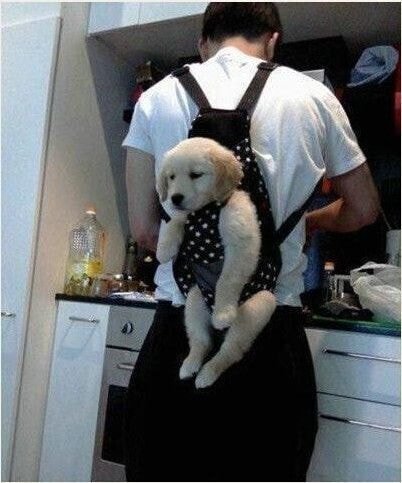 사고친 댕댕이 최후 | 인스티즈