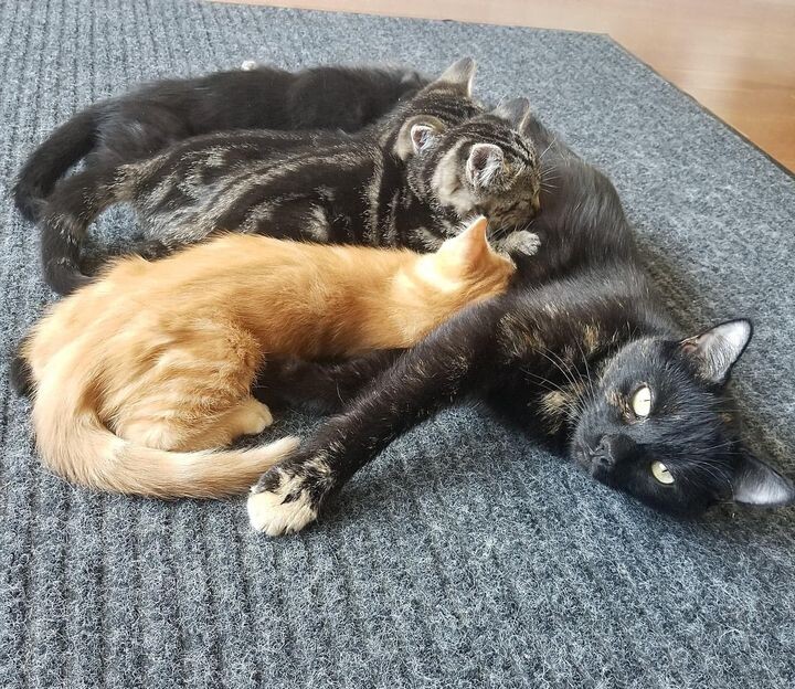 새끼 고양이 .jpg | 인스티즈
