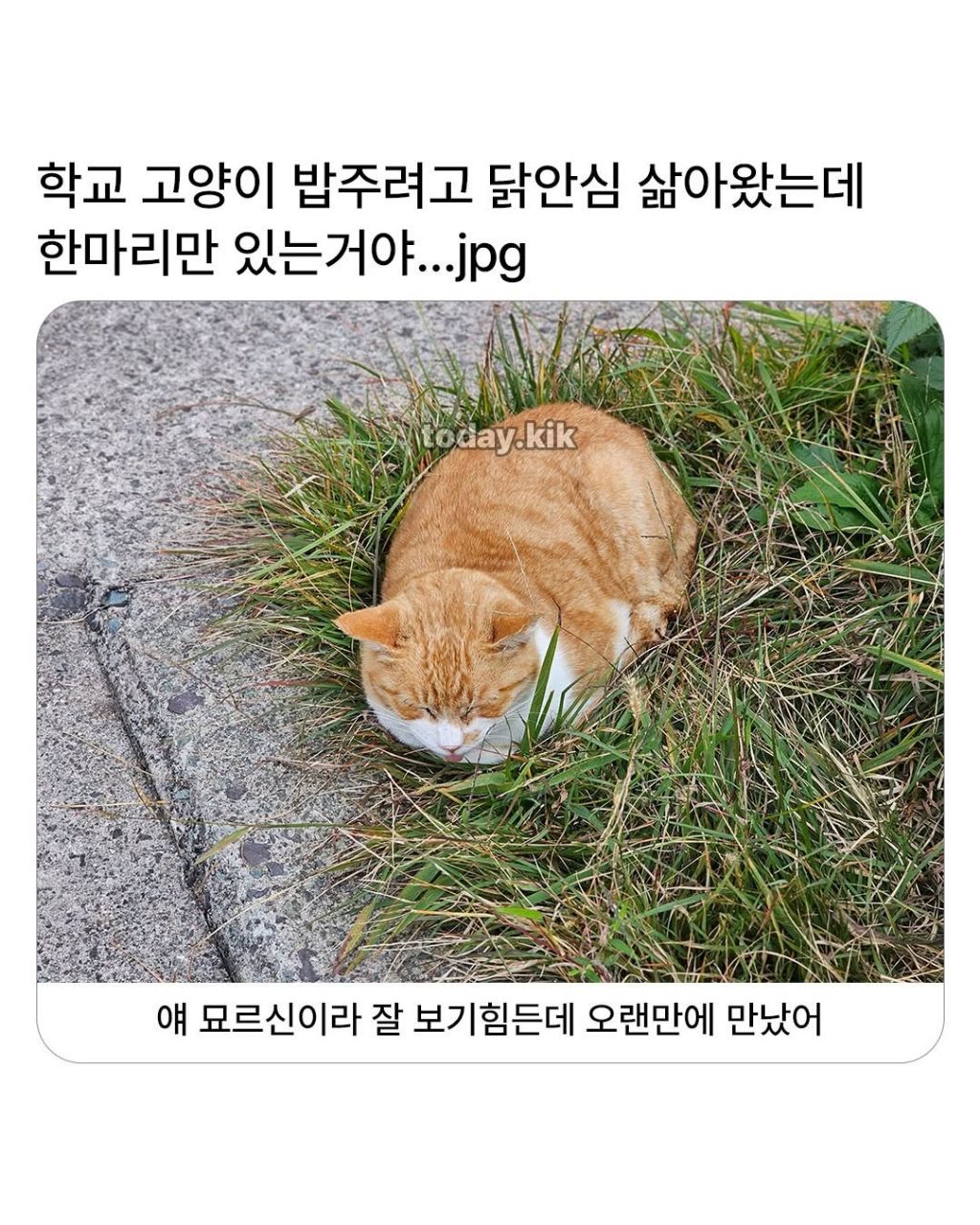 학교 고양이에게 밥주려고 닭 안심 삶아옴 | 인스티즈