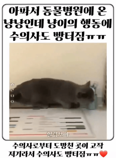 수의사를 피해 숨는 냥이 | 인스티즈