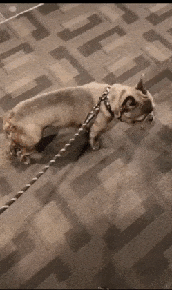 산책하다가 댕댕이 목줄을 놓쳤더니.gif | 인스티즈