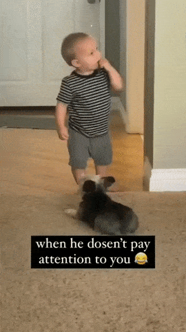 아기 주인의 관심을 원하는 댕댕이.gif | 인스티즈