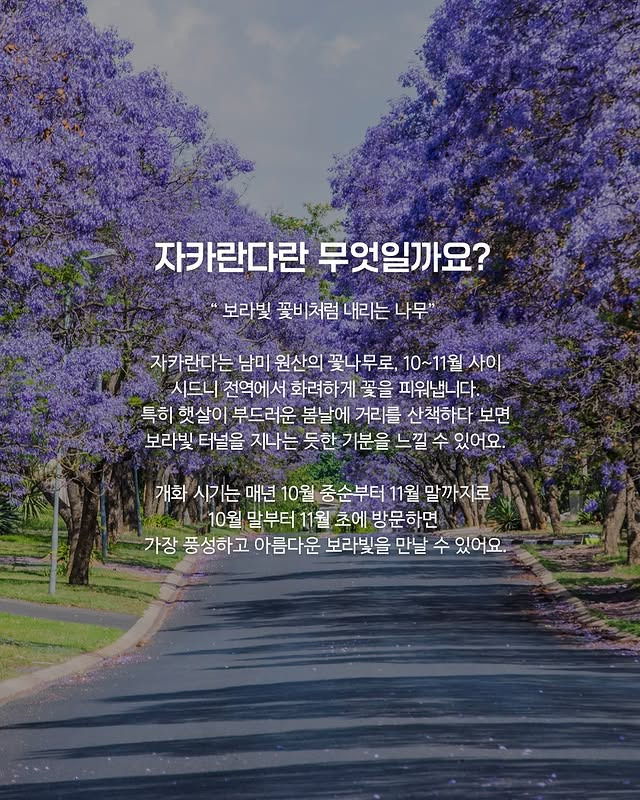 호주의 벚꽃 자카란다 | 인스티즈