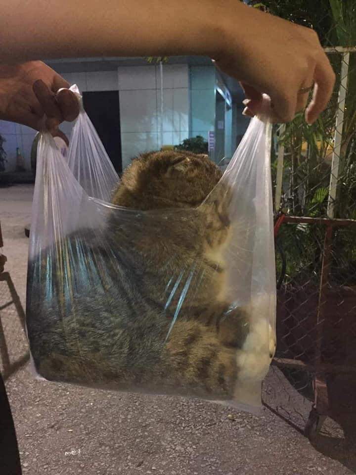 집에서 탈출한 냥이 잡아가는중 | 인스티즈