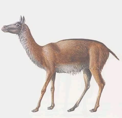 지금은 멸종된 신생대의 기묘한 동물들 - 유쾌방 - 엽기 혹은 진실 (세상 모든 즐거움이 모이는 곳)