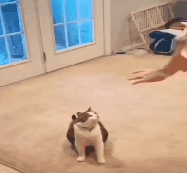 안아달라고 발 들어올리는 냥이들 .gif | 인스티즈