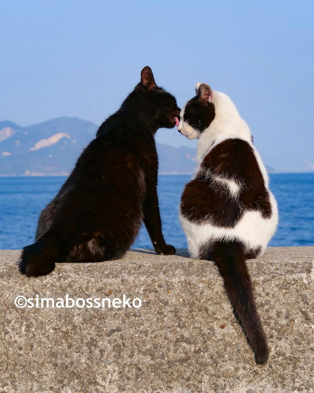 짝지어다니는 섬고양이들 | 인스티즈