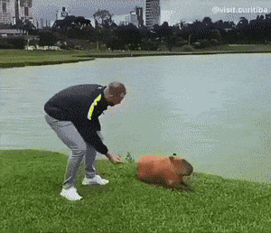 카피바라를 몰래 뒤에서 만지면....gif | 인스티즈