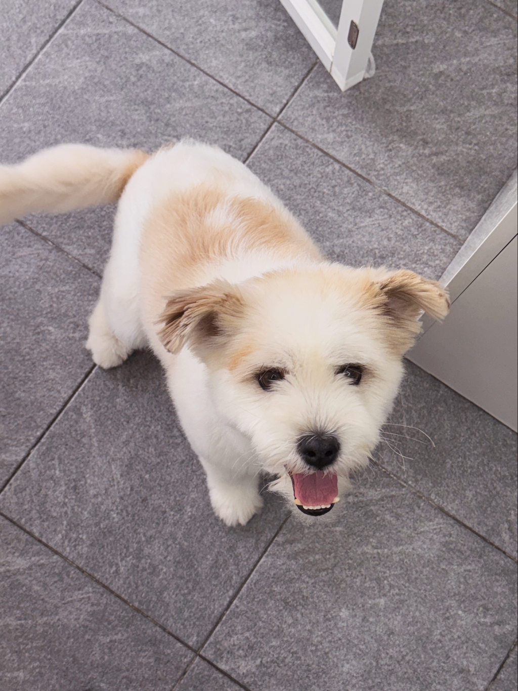 길냥이 길댕이 맘에들면 주워가라길래 주워옴 | 인스티즈