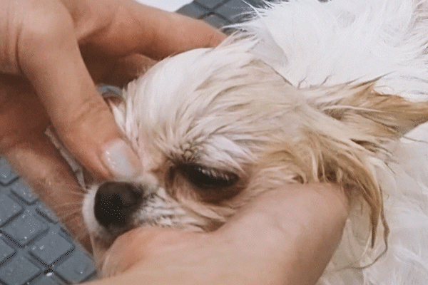 반려견 씻길때 사람들이 잘 안씻기는 부위.gif | 인스티즈