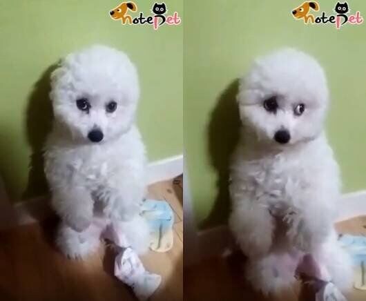 늑대에겐 없고 개에겐 있는 근육.jpg | 인스티즈