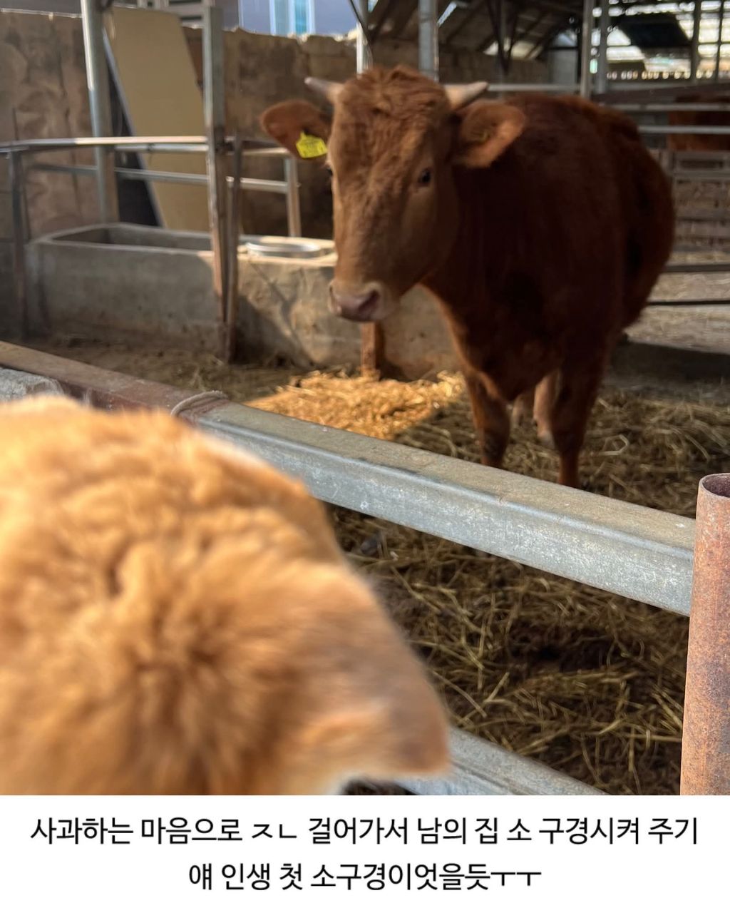 할머니집 시골개 산책시켜줌 | 인스티즈