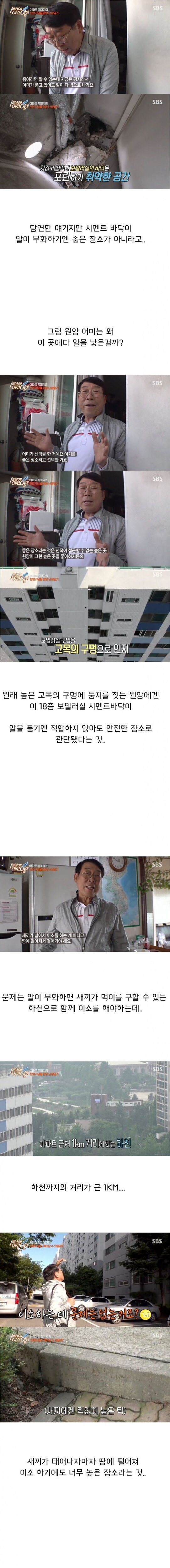 [세상에이런일이] 원앙 새끼 부화 시키기 레전드 ㄷㄷㄷ | 인스티즈