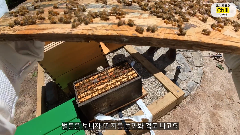 양봉 시작한 올리버쌤 근황.jpg | 인스티즈