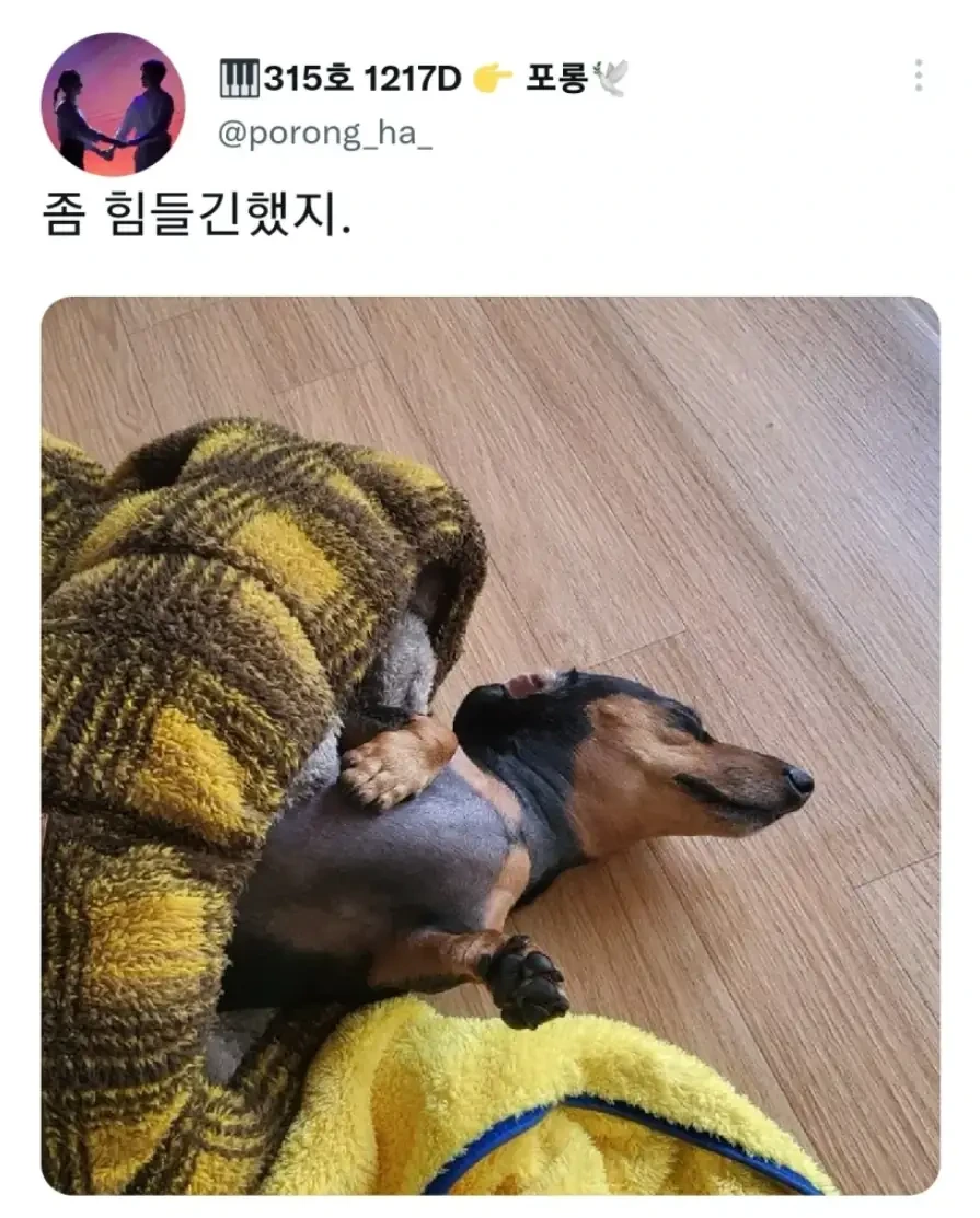 명절 주인보다 먼저 지친 강아지 | 인스티즈