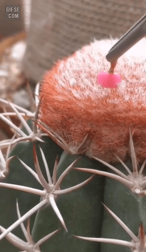 선인장 열매 추출 | 인스티즈