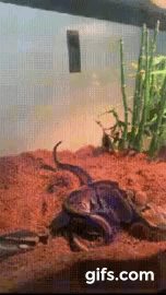 방구뀌는 뱀 | 인스티즈